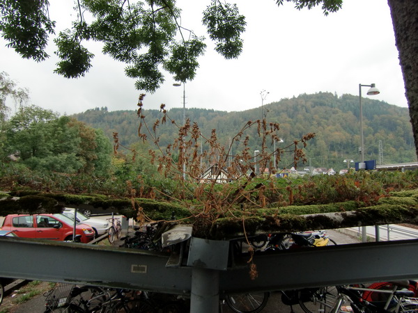 Fahrradschuppendach_begruent