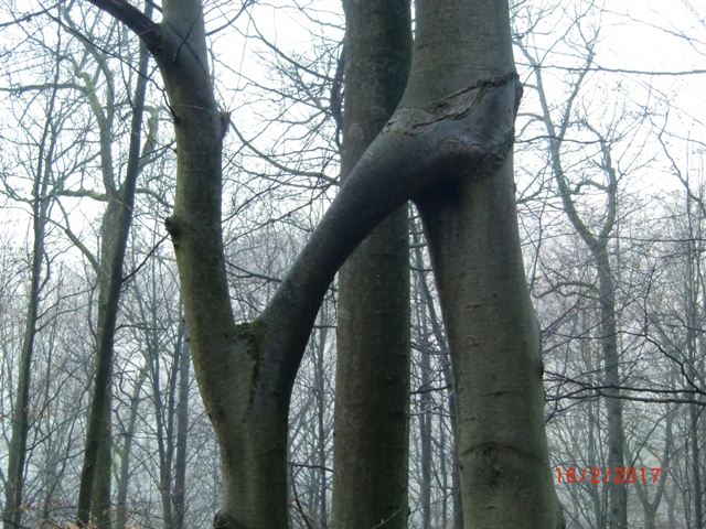i-Baum 2