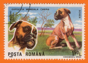 Boxer_Rumänien_1990