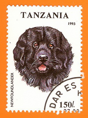 Neufundländer_Tansania_1993.jpg