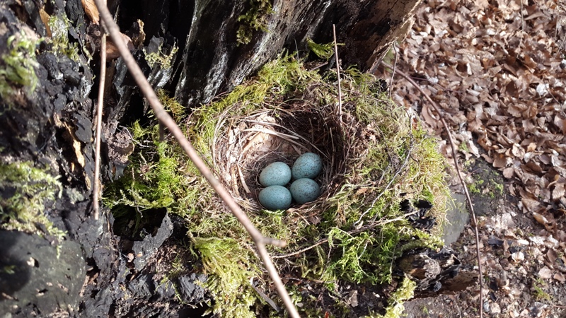 Vogelnest